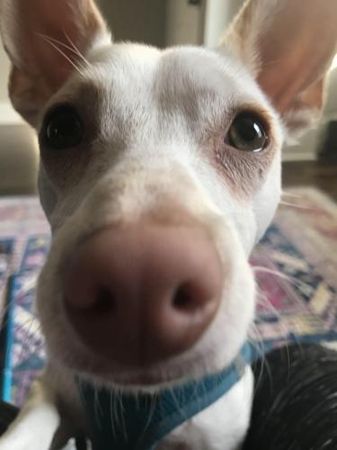 picture of our dog Donut, a white and tan chihuahua-terrier mix