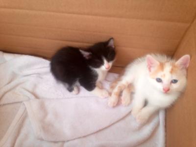 mango and phil as kittens