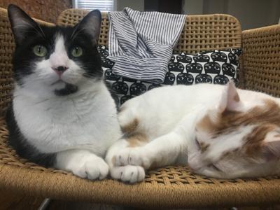 mango and phil as bigger kittens on a chair together